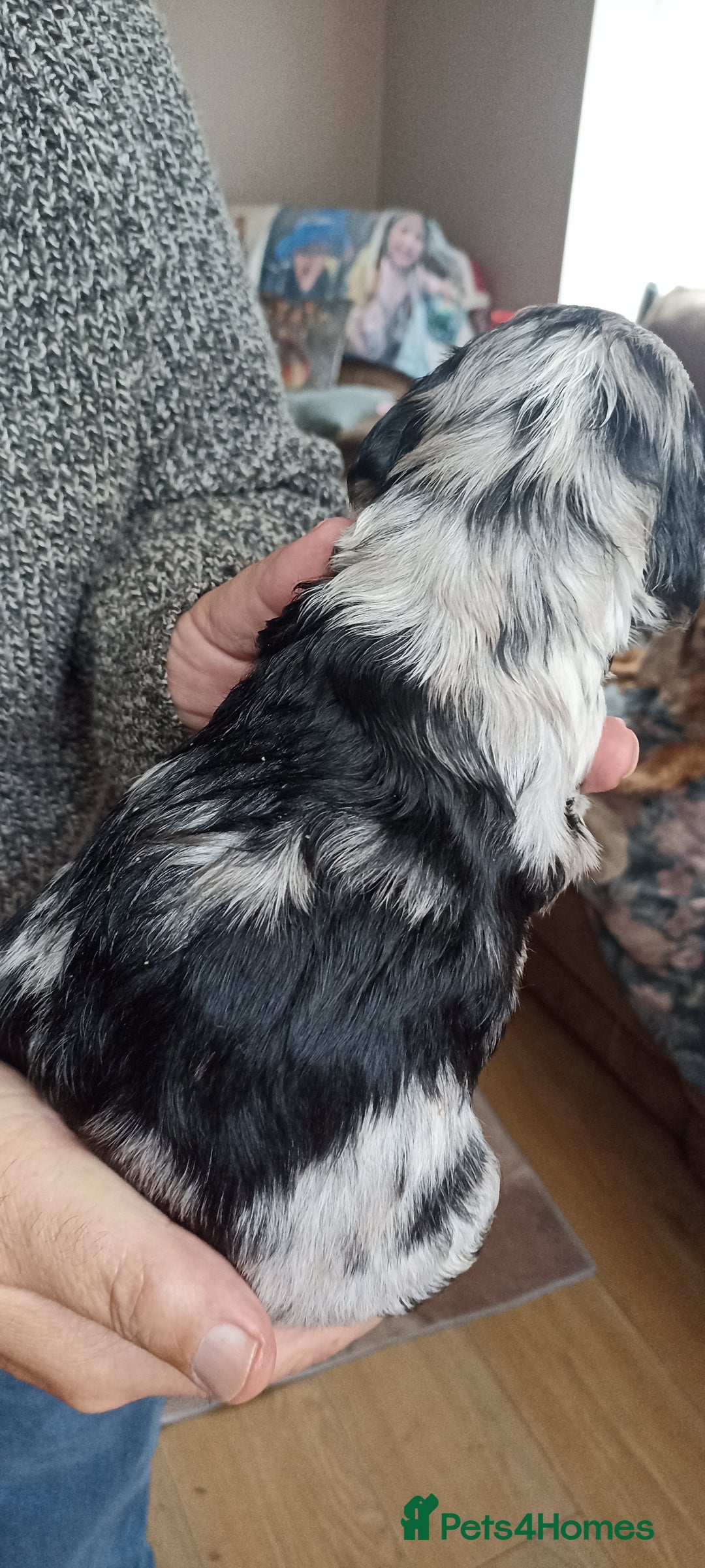 Cocker Spaniel dogs for sale: Stunning cocker spaniel litter  - Image 4