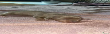 Miniature Dachshund 2