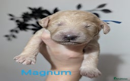 Goldendoodle dogs for sale: Gorgeous Goldendoodles  - Image 27