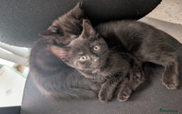 Mixed Breed cats for sale: Lovely Black kittens - Image 2