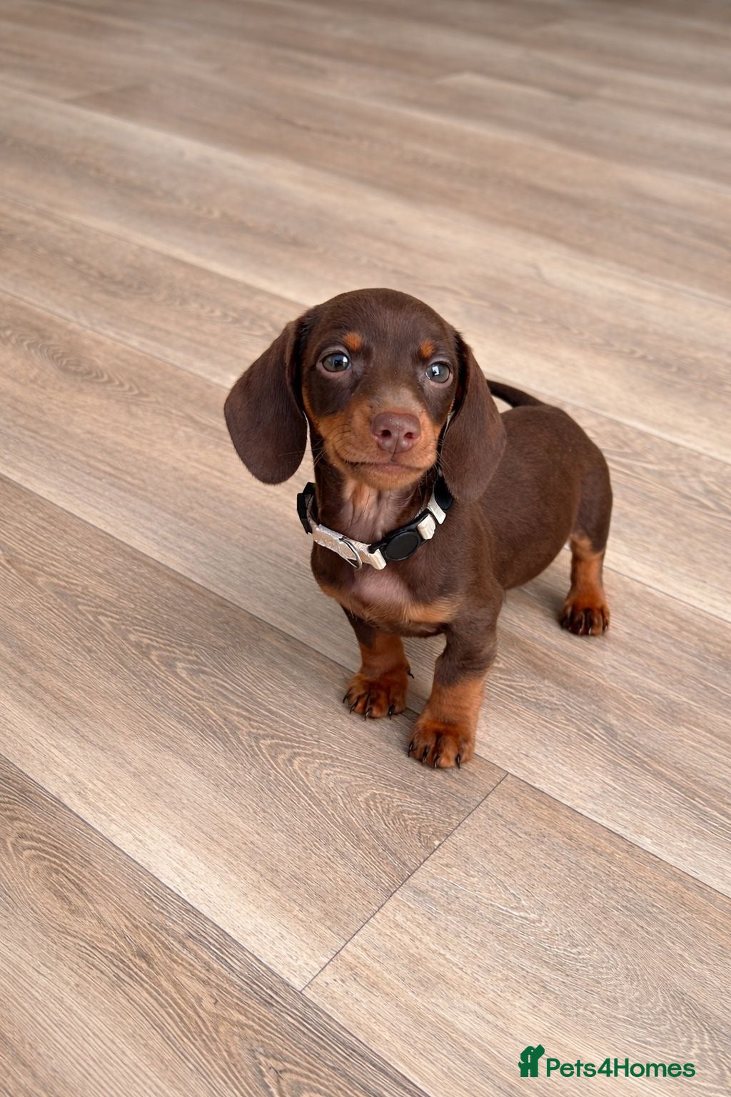 Miniature Dachshund dogs 5TH GENERATION PEDIGREE MINIATURE DACHSHUND  - Advert 2