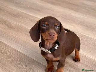 Miniature Dachshund dogs 5TH GENERATION PEDIGREE MINIATURE DACHSHUND - Advert 2