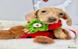 Miniature Dachshund dogs for sale: 🩷🌟Beautiful cream dapple KC Female 🌟🩷 - Advert 1