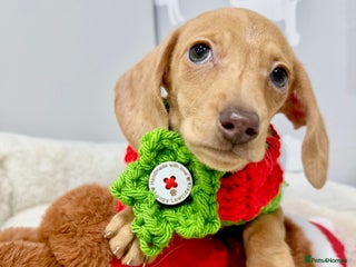 Miniature Dachshund dogs 🩷🌟Beautiful cream dapple KC Female 🌟🩷 - Advert 2