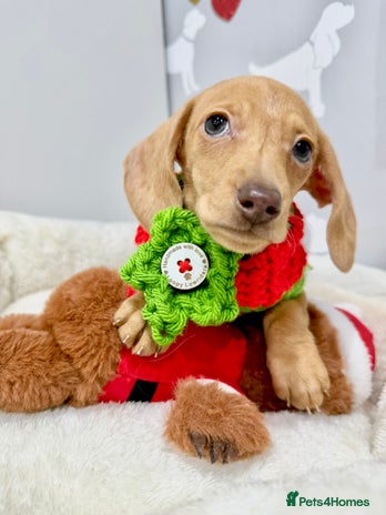 Miniature Dachshund dogs 🩷🌟Beautiful cream dapple KC Female 🌟🩷 - Advert 2