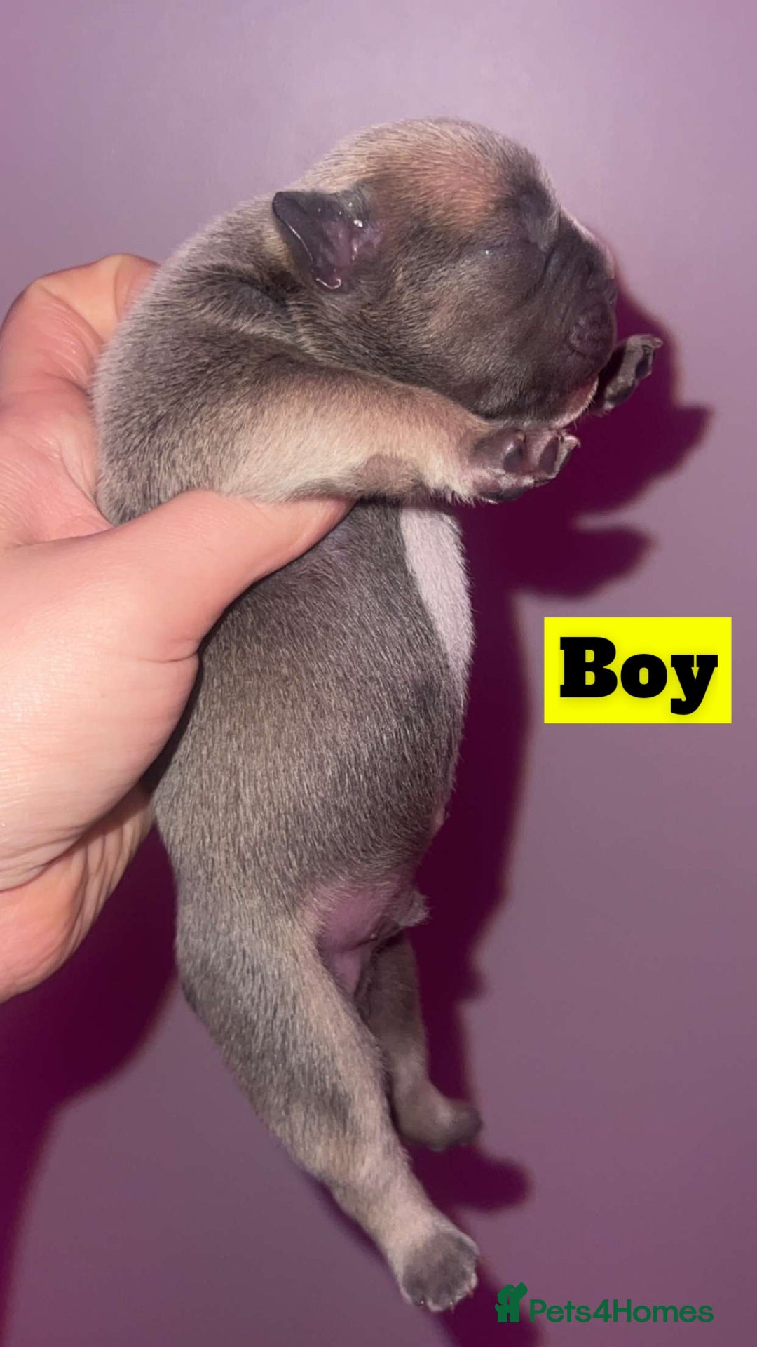 French Bulldog dogs for sale: 💞 Merle French Bulldog Puppies 💕💝  - Image 2