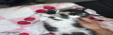 Mixed Breed 3