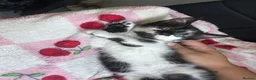 Mixed Breed cats for sale: Beautiful kittens  - Advert 11