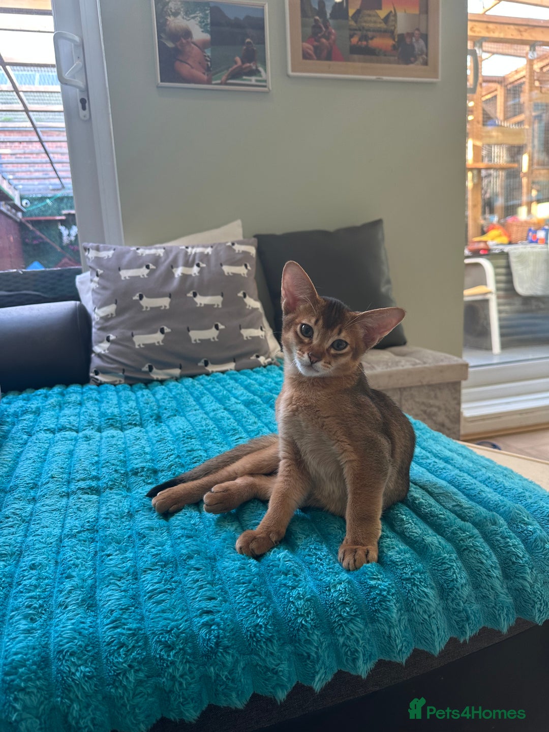 Abyssinian cats for sale: Pedigree Abyssinian kittens  - Advert 9
