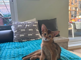 Abyssinian cats Pedigree Abyssinian kittens - Advert 3