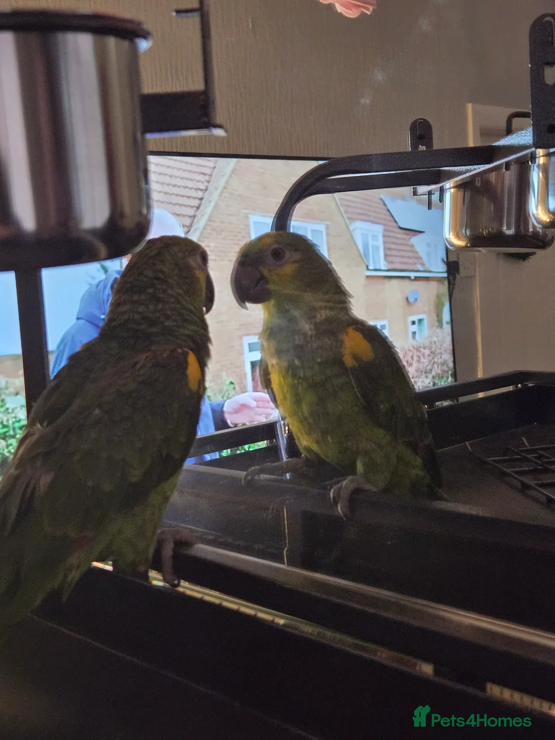 Parrots birds for sale: Blue fronted amazon  - Advert 3