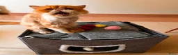 Mixed Breed cats for adoption: Cheetos - Advert 2