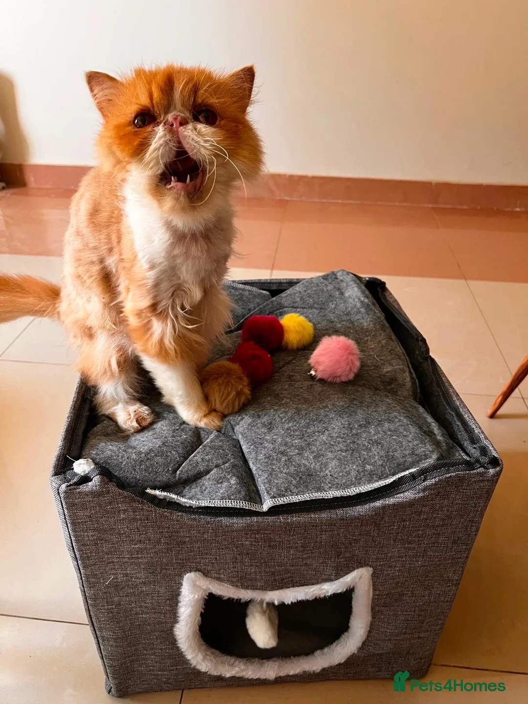 Mixed Breed cats for adoption: Cheetos - Advert 2