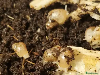 Snails invertebrates Giant African Land Snail babies (2 weeks old) - Advert 5