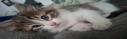 Mixed Breed cats for sale: Female kitten - Advert 7