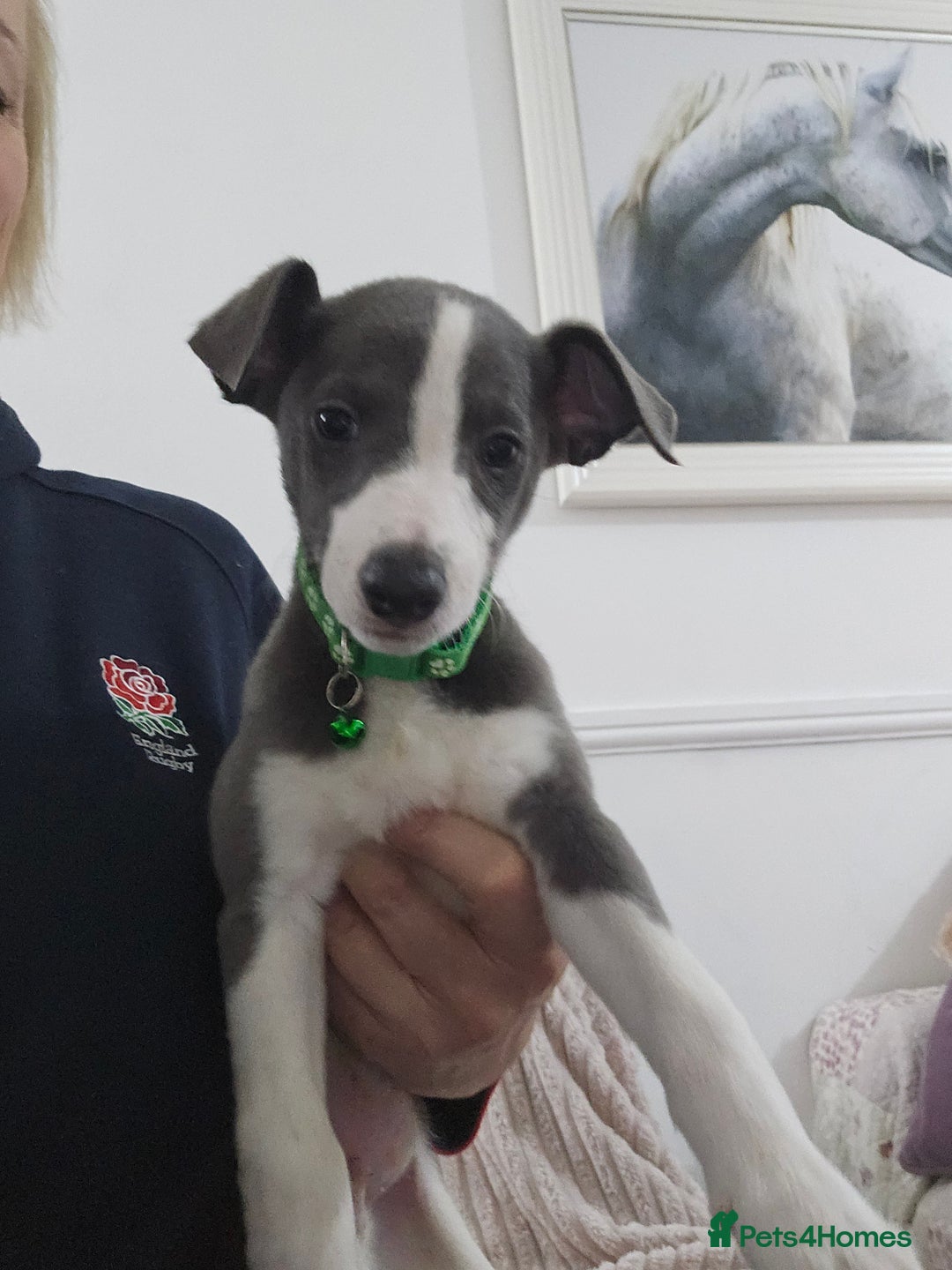 Whippet dogs for sale: KENNEL CLUB WHIPPETS  - Advert 31