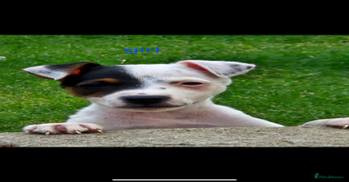 Jack Russell dogs - Advert 3