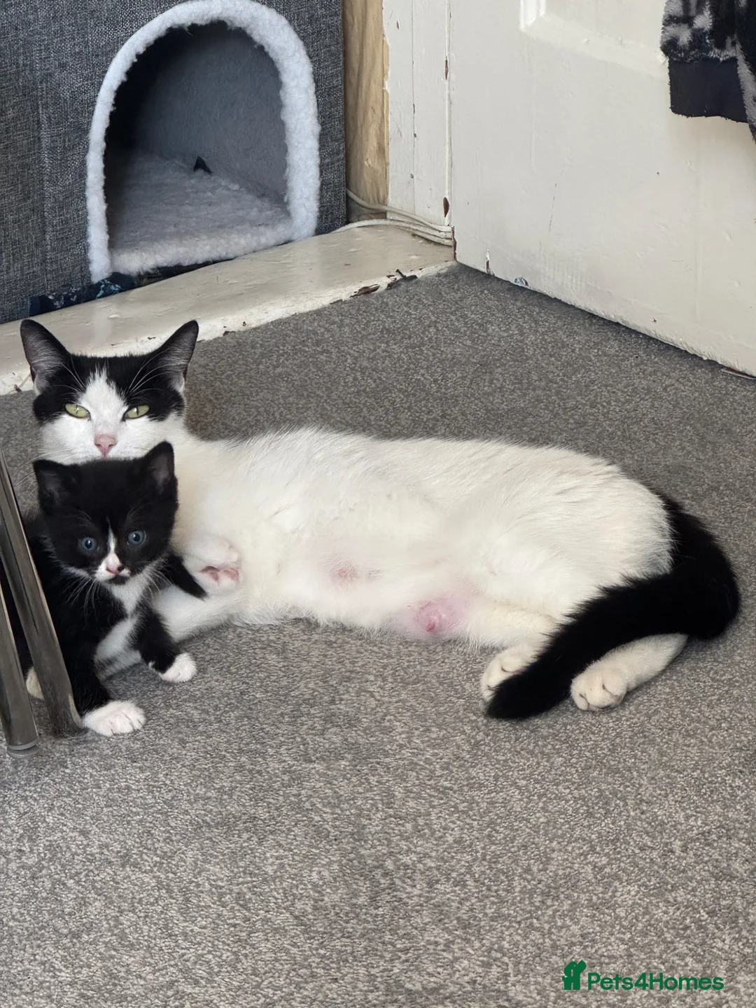 Mixed Breed cats for sale: Little Kitten  - Advert 10