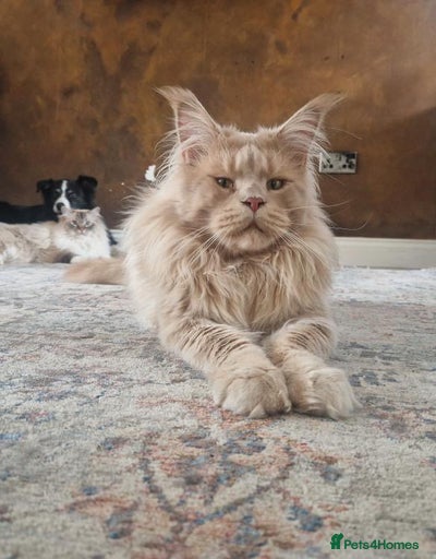 Gallery Image {{count}}