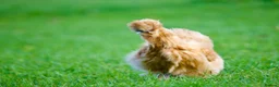 Chickens poultry for sale: Chickens - Advert 10