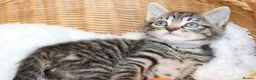 Mixed Breed cats for sale: Tabby Kittens  - Advert 24