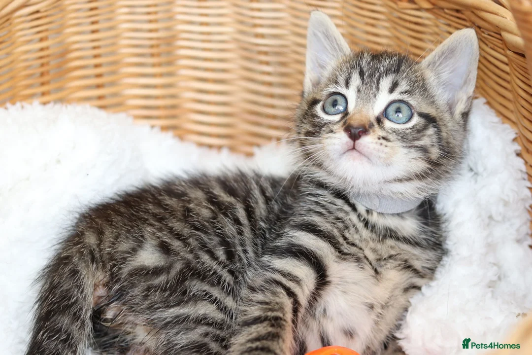 Mixed Breed cats for sale: Tabby Kittens  - Advert 24