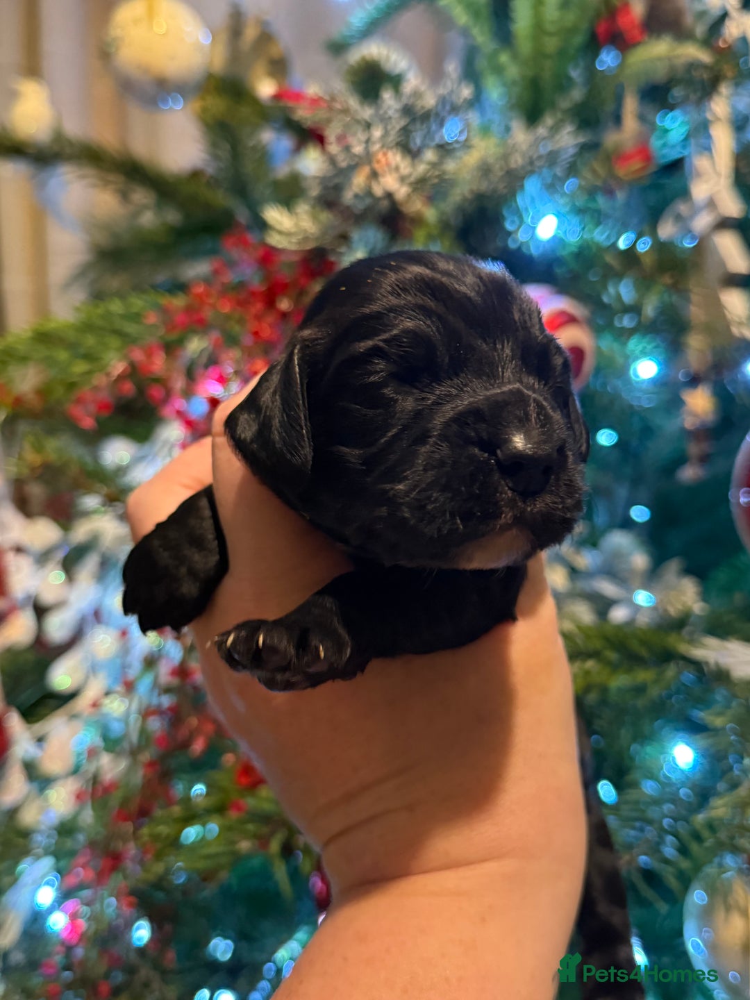 Cocker Spaniel dogs for sale: Stunning working cocker spaniel puppies available  - Advert 6