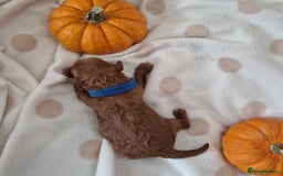 Maltipoo dogs for sale: 🐾✨️Beautiful Maltipoo Pups ready in December!🐾✨️ - Image 13