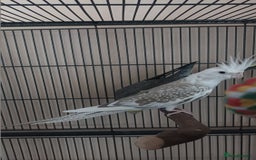Cockatiels birds for sale: Pair of Cockatiels - Image 2