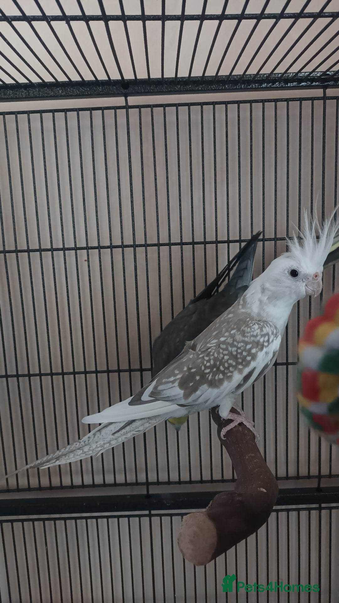 Cockatiels birds for sale: Pair of Cockatiels - Image 2