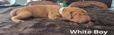 Hungarian Vizsla 7