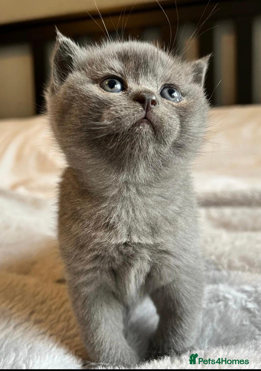 British Shorthair cats British Shorthair Kittens – Reservation Open - Advert 7