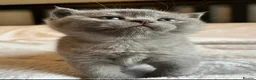 British Shorthair cats for sale: British Shorthair Kittens – Reservation Open - Advert 1