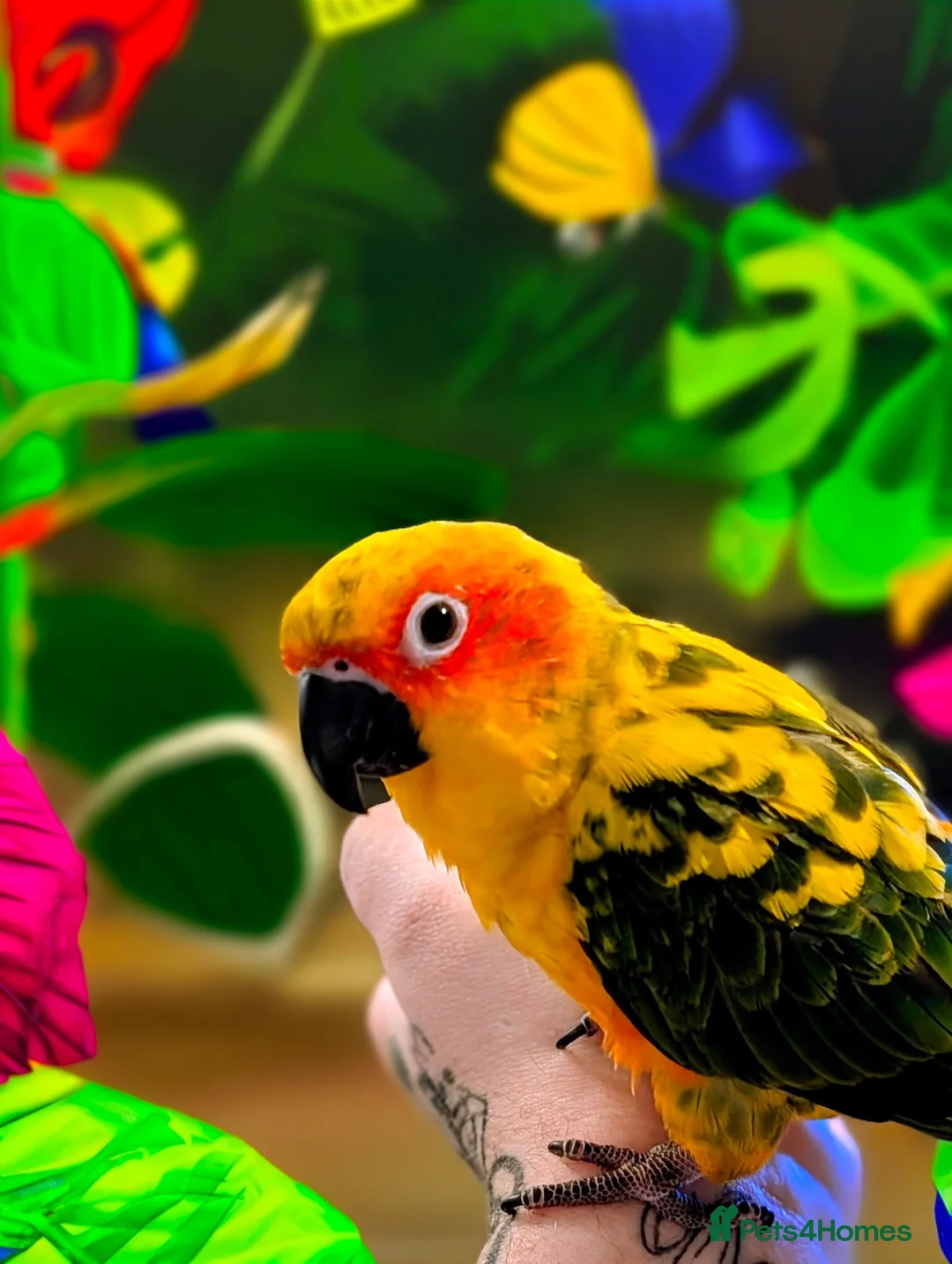 Conures birds for sale: Sun conure for sale with cage  - Advert 5
