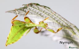 Stick Insects invertebrates for sale: Two mixed color nymphs Phyllium Leaf stick insects - Image 8