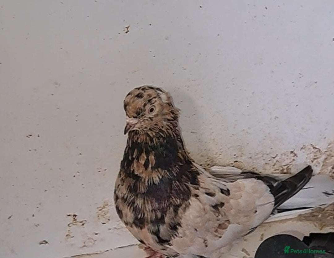 Pigeons birds for sale: Almond tumblers for sale  - Image 6