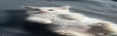Ragdoll 2