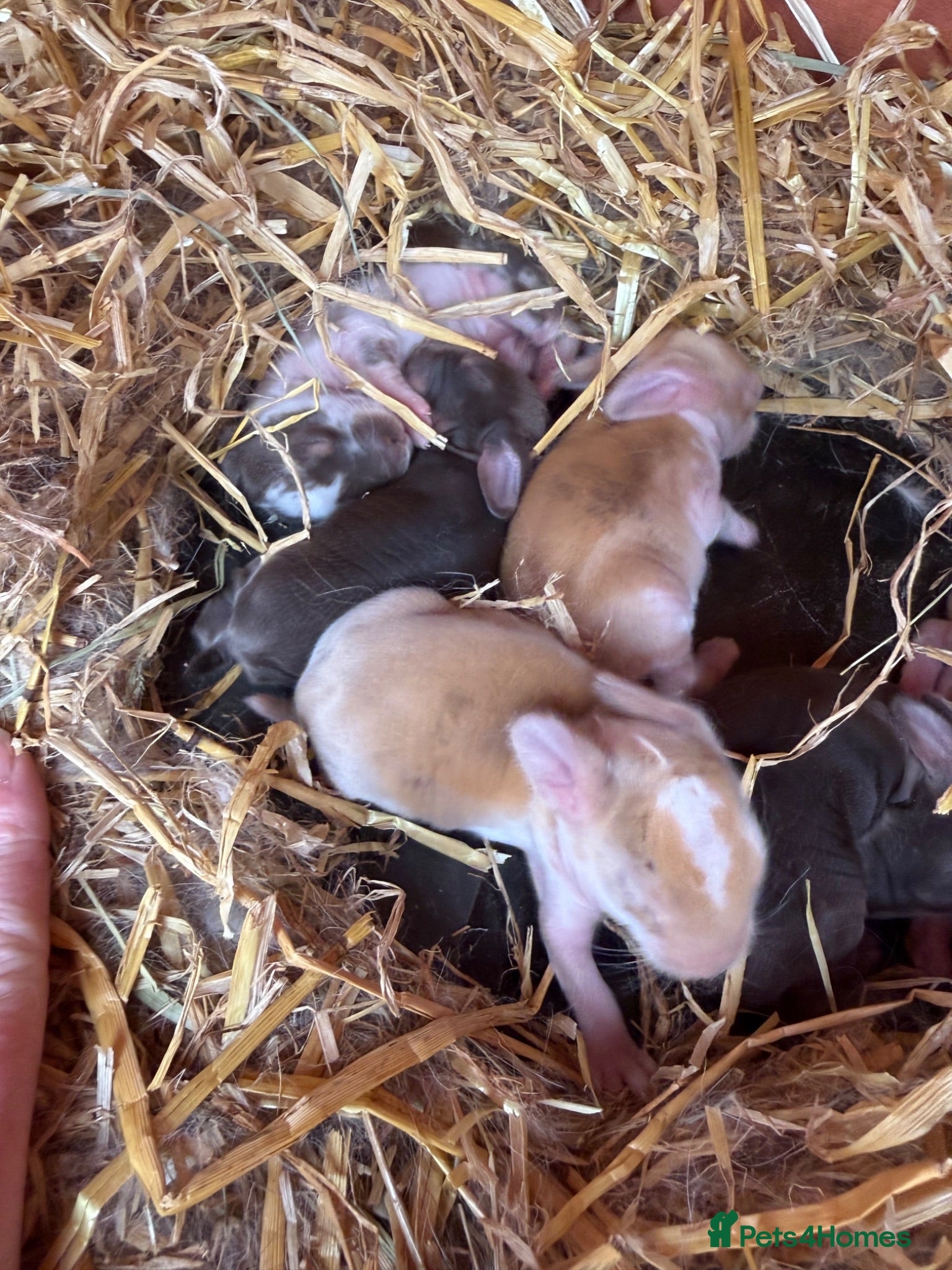 French Lop rabbits Beautiful Pure French Lop Babies ♥️ - Advert 1
