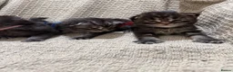 Maine Coon cats for sale: Exceptional Smoke / classic MAINCOON kittens  - Advert 6
