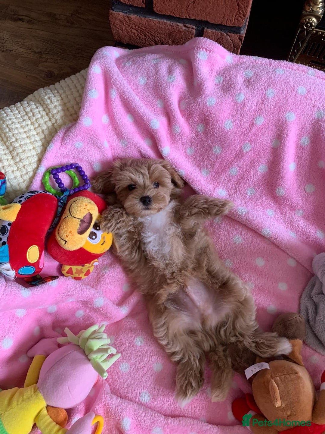 Maltipoo dogs for sale: Beautiful maltipoo puppies looking for new homes  - Image 23