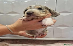 Miniature Dachshund dogs for sale: Only 4 left! Adorable Mini Dachshund Puppies 🐾🐶 - Image 20