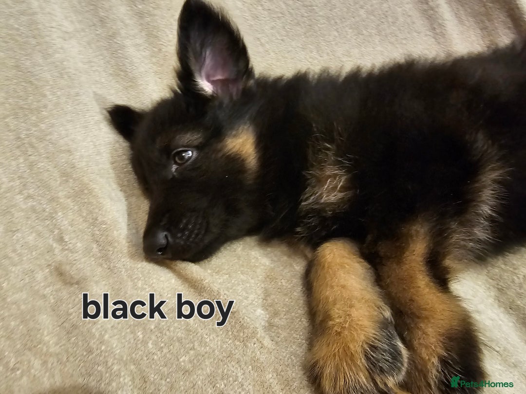 German Shepherd dogs for sale: German sheperd puppies - Image 13