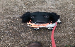 English Springer Spaniel dogs for sale: 11 month Male spaniel  - Image 2