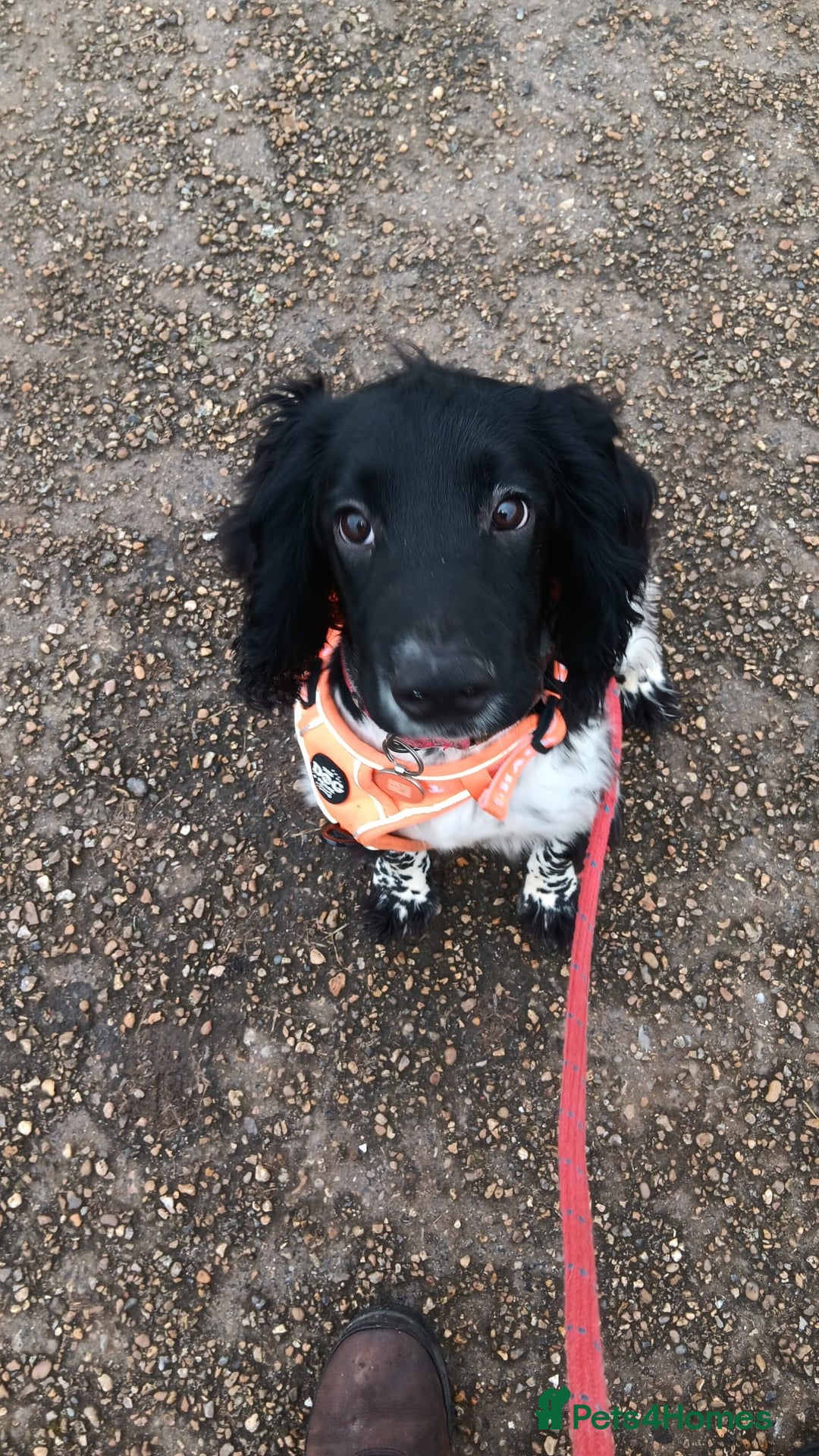 English Springer Spaniel dogs for sale: 11 month Male spaniel  - Image 2