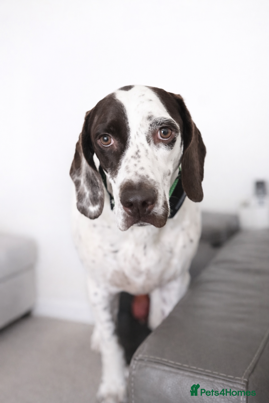 Pointer dogs for adoption: ❤️🐾 Nitsa is ready to keep moving forward 🐾 - Advert 6