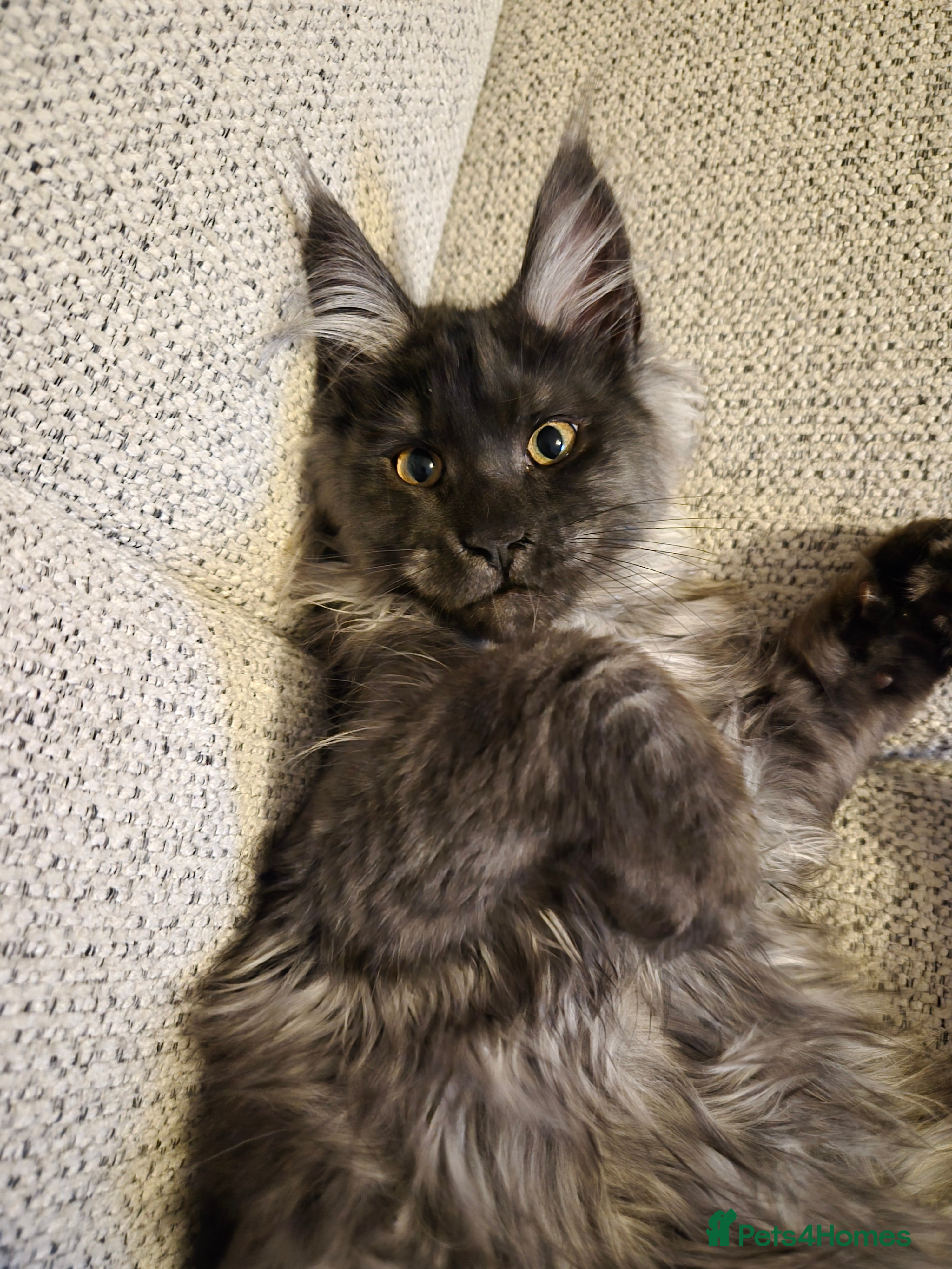 Maine Coon cats Gorgeous mainecoon kitten 💖 - Advert 6