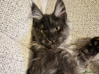 Maine Coon cats Gorgeous mainecoon kitten 💖 - Advert 6