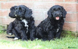 Cavapoo dogs for sale: Beautiful F1 Cavapoo puppies for sale - Image 24