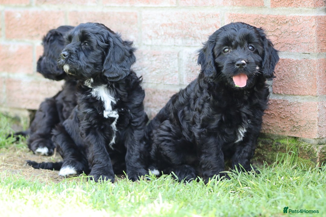 Cavapoo dogs for sale: Beautiful F1 Cavapoo puppies for sale - Image 24