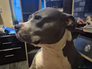 American Bully dogs Dama Emasculator - Advert 2